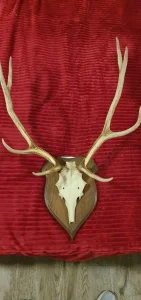 Rogovi jelena