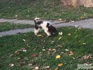 štenci Lagotto Romagnolo / Lagoto Romanjolo