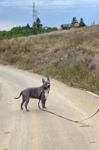 American Bully za parenje