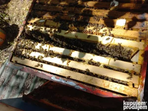 pcele,rojevi i društva LR