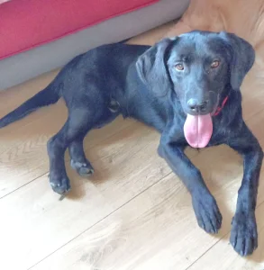 Udomljavamo brata i sestru