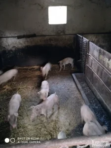 Prasići na prodaju
