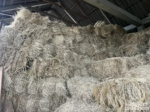 Seno na prodaju 600 bala (0658187270)