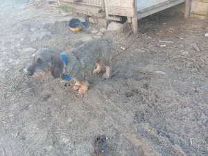 Oštrodlaki jazavičar