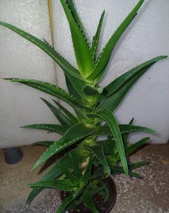 Aloja - aloe vera