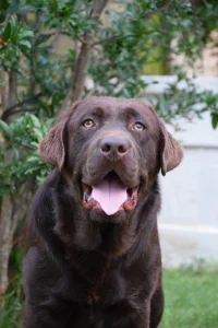 Muzjaci labradora retrivera parenje