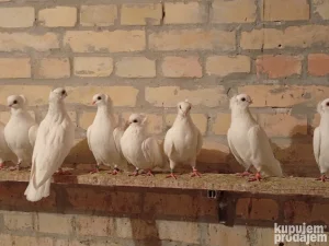 Novosadski srednjokljuni golub