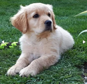 Štenci Zlatnog retrivera