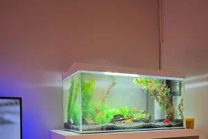 akvarijum