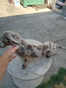 Merle jazavicar dostupan za parenje