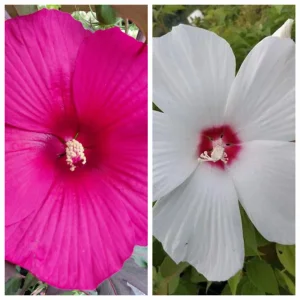 Hibiskus mocvarni - hibiscus moscheutos