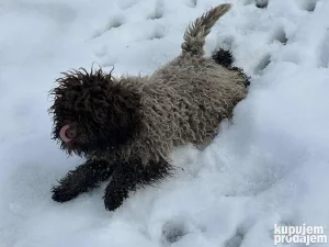 Lagoto Romanjolo Ženka Tartufar