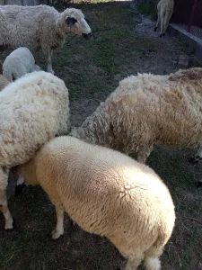 Prodajem ovna I mladog ovnica