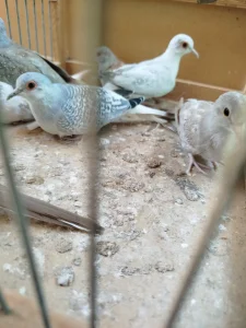 Mladi dijamantski golubici