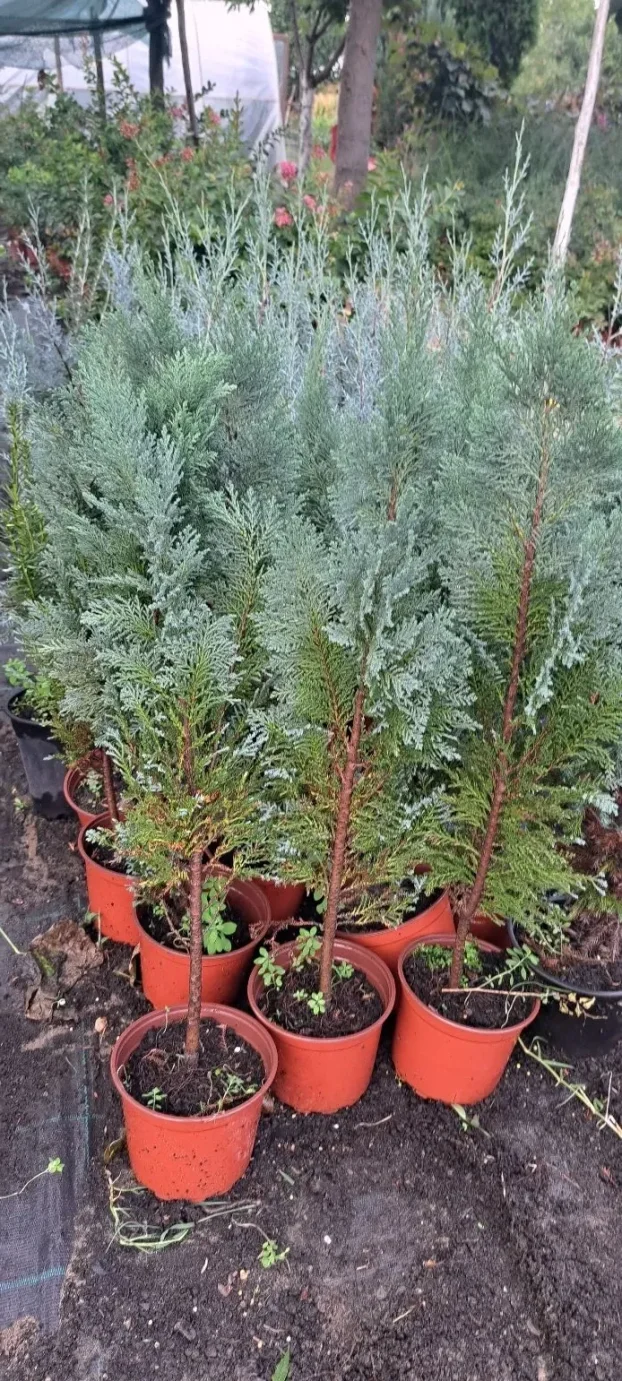 Tuje plavi kolumnaris 50cm