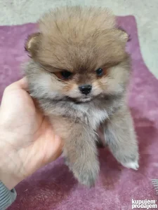 Pomeranac mini Boo Mužjak