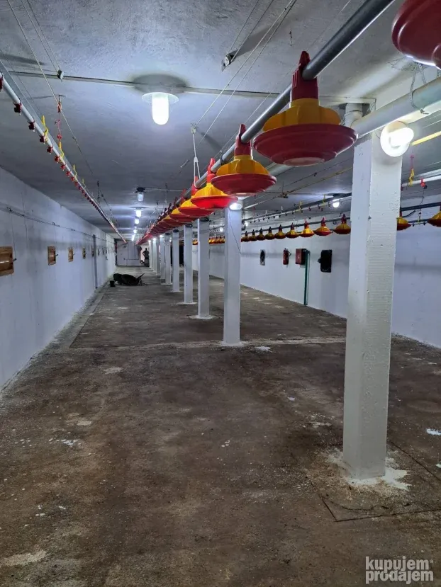 Farma za uzgoj pilića