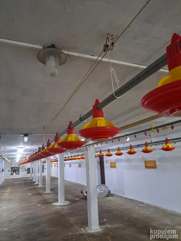 Farma za uzgoj pilića