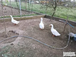 Домаће беле патке