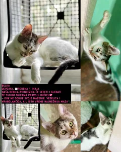 Mačići traže dom zauvek!