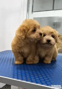 Matltipoo,dva muška šteneta