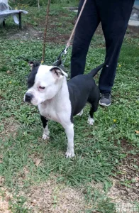 Na poklon zenka Staforda