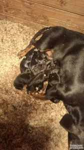 Štenci jazavičara na prodaju