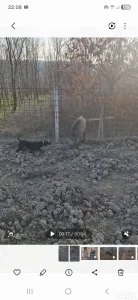 Slovacki Kopov 2godine