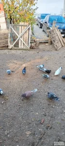 prodajem golubove zbog preseljenja u drugi golubarnik