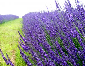 Lavanda