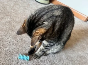 Feder igračka za mačke