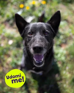 UDOMI šmekera Blekija