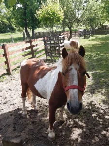prodajem poni konje