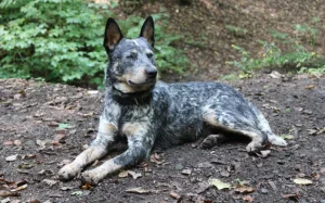 Australiski govedar , cattle dog, telad,  junad, ovčar