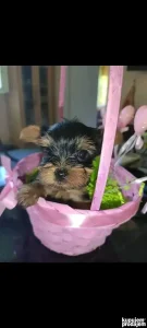 Jorkšir jorki jorky terijer mini