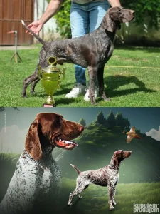 Stenci NKD -2 muzjaka