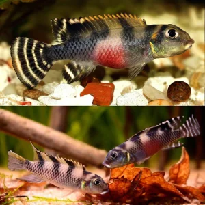 Nanochromis transvestitus- par