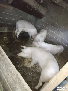 Prasići i tovljenici