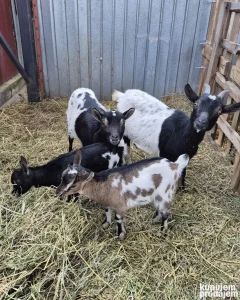 Patuljasta kozica i žensko jare