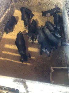 Prasici Moravke muski i zenski