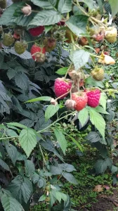 Sadnice maline HIMBOTOP