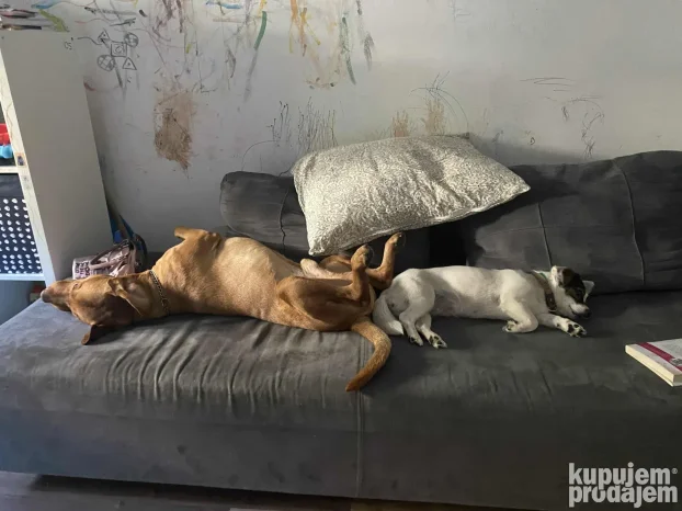 Cuvanje pasa u kucnim uslovima