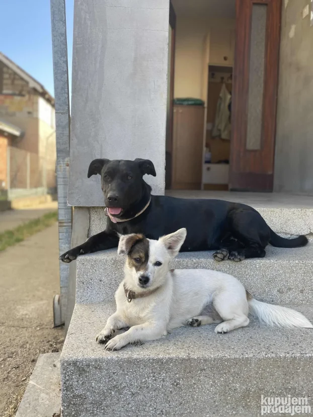 Cuvanje pasa u kucnim uslovima