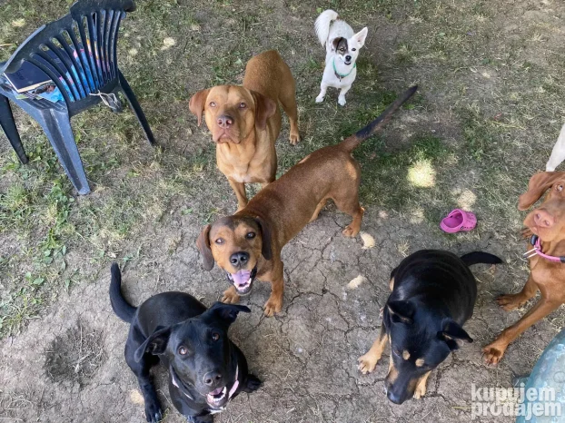 Cuvanje pasa u kucnim uslovima