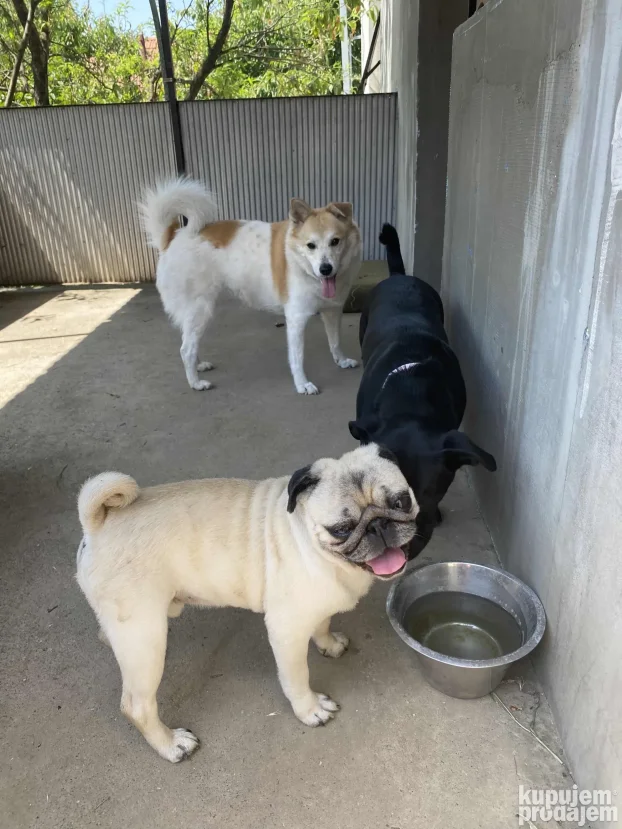 Cuvanje pasa u kucnim uslovima