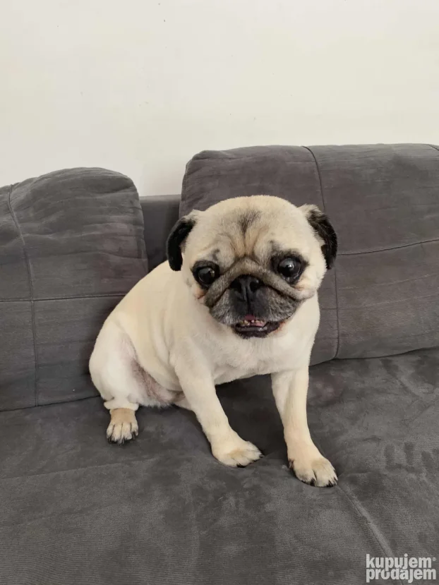 Cuvanje pasa u kucnim uslovima