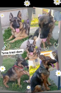 Udomljava se Srna