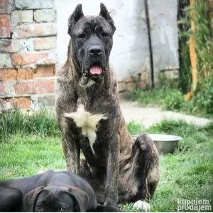Cane corso zenkica