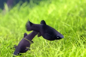 Black molly (Poecilia sphenops)