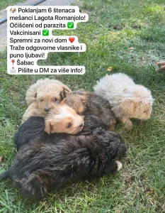 Stecni, mesanci Lagote Romanjolo